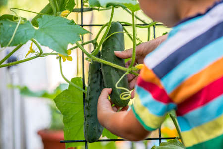 Young child in a brightly colored striped shirt looking at ripening cucumbers on a trellised vine, view from behind over the shoulder.の写真素材