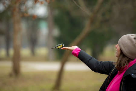 Woman in winter warm clothes stretching arm with open palm feeding great tit bird, standing outdoors. Park trees blurred in background. Copy space.の写真素材