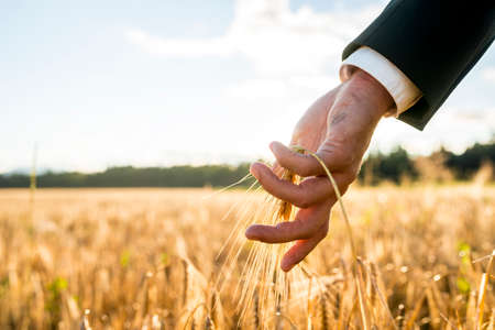 Businessman touching an ear of ripening wheat. Conceptual of turning back to nature for inspiration...