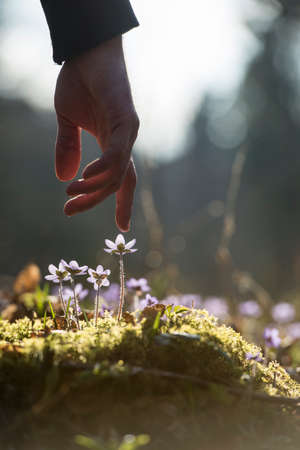 Close up of the hand of a man above a new blue flower in a spring garden.