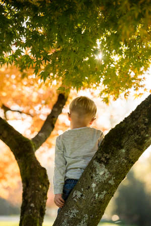 Little boy standing on a branch in an autumn tree looking down with a bright sun flare through the leaves in a seasonal portrait.の写真素材