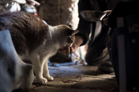 Man feeding a cat bending down on a wooden floor with a bowl in his hand as he feeds the kitty from his hand.の写真素材
