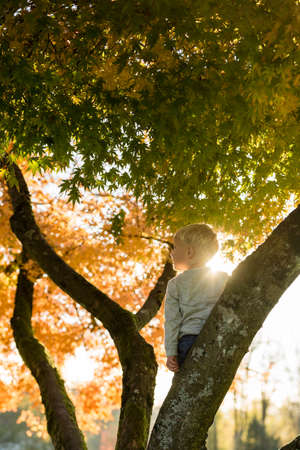 Young child in a colorful fall tree standing with his back to the camera and a sun flare over his shoulder in an atmospheric portrait.の写真素材