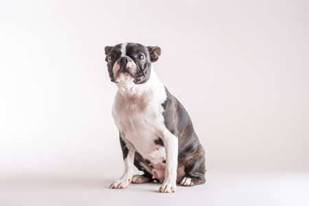 Studio shot of Boston Terrier dog sitting looking to the camera with copy space.の写真素材