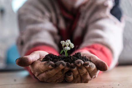 Front view of a man holding a soil with a white spring flower in his cupped hands, suitable for eco and bio concepts.の写真素材