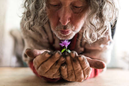 Elderly bearded man holding a pretty dainty purple spring flower in a mound of fertile dark soil in his hands as he bends forwards over a rustic wooden table indoors.の写真素材