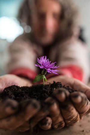 Gardener holding a purple flower cupped in his hand in soil, suitable for organic, eco and bio...
