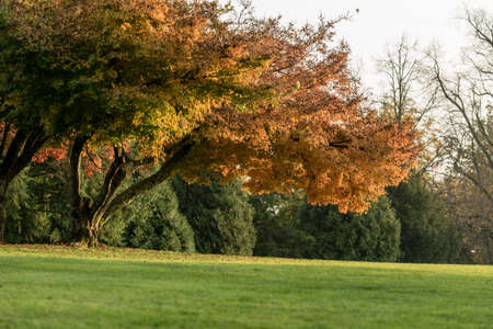Neat green lawns in an autumn park with colourful orange and yellow fall foliage on the trees in a...