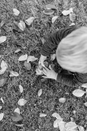 Monochrome image of a little blond child collecting autumn leaves crouching down on the grass with a leaf in hand viewed from directly overhead.の写真素材