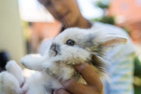 Closeup of young girl holding her  little furry pet, a cute bunny.