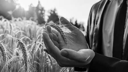 Monochrome image of businessman gently holding ripening ear of wheat in his palms. Conceptual of environment protection or business start up.の写真素材