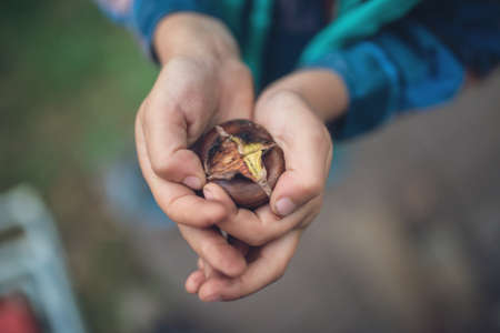 op view of a child with dirty hand and fingers holding fresh roasted chestnut in his cupped palms.の写真素材