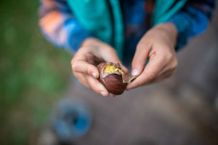 Top view of child hand peeling the shell of freshly roasted tasty chestnut.の写真素材