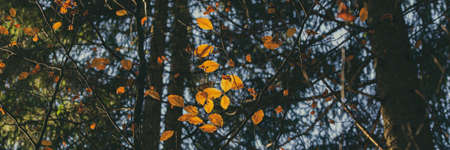 View from below of beautiful autumn beech tree leaves bathing in sun light.