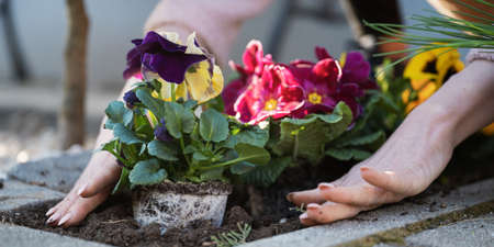 Low angle view of a woman planting beautiful colorful pansy flowers in the garden. の写真素材