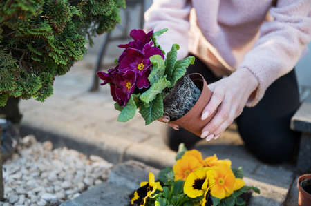 Closeup of a woman taking purple pansy flower out of a plastic cup to plant it in her flower garden.