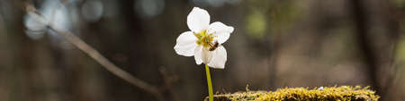 Wide view image of a bee on white hellebore flower blooming in spring forest.