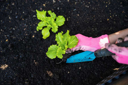 Top view of female hands in pink gardening gloves planting green spring lettuce seedling in dark...