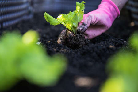 Closeup low angle view of female hand wearing pink gardening gloves planting green lettuce seedling in dark fertile soil.の写真素材