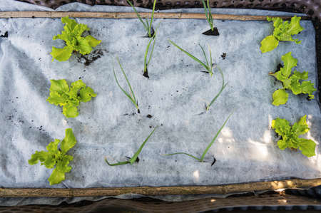 Top view of leeks and green salad growing in vegetable garden protected with white net.の写真素材