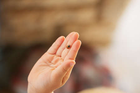 Little hand of a child with lady bug on it.の写真素材