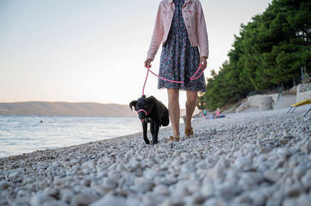 Woman training her three legged dog with a halti leash as they walk along the pebble beach.の写真素材