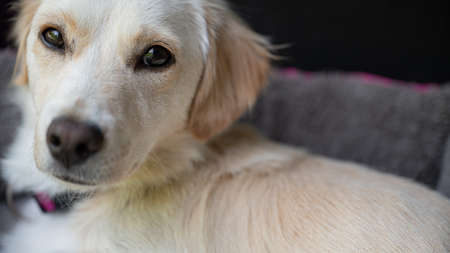 Portrait of a cute white dog looking at the camera.の写真素材