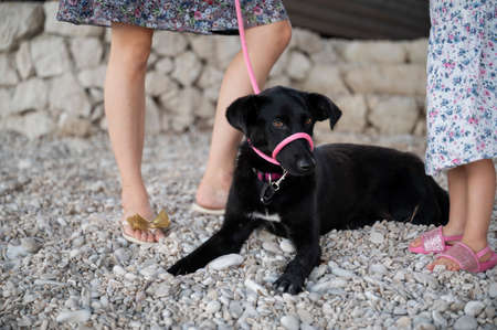 Beautiful black shepherd dog with pink halti leash lying on pebbles next to her owner.