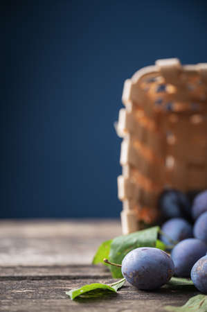 Freshly picked home grown plums scattered out of a wicker basket on rustic wooden boards.の写真素材