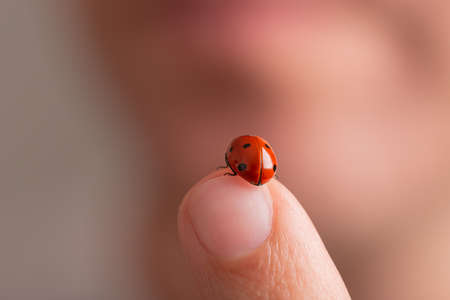 Closeup view of a beautiful red ladybug on a human finger.の写真素材