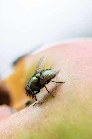 Macro shot of a green fly sitting on ripening apple fruit.の写真素材