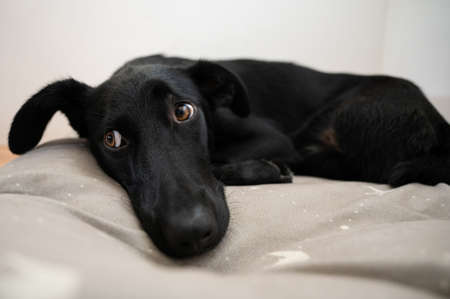 Low angle view of cute black shepherd dog lying on her bed.