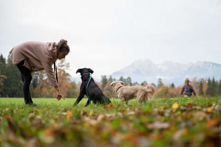 Young woman training her two dogs in a down position outside in a beautiful green meadow with her toddler daughter playfully running around.の写真素材