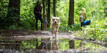 Small cute happy dog with a happy face running through a puddle towards the camera, with her owners in background.の写真素材