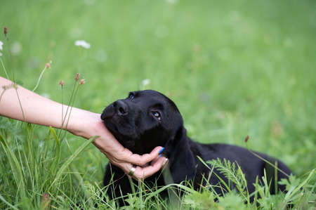 Beautiful black labrador puppy leaning her head on her owners hand while lying in green meadow.の写真素材