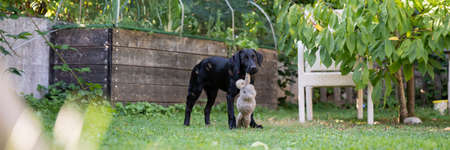 Wide view image of a cute black labrador retriever puppy with a toy in her mouth standing outside in...