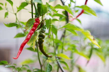 Closeup view of red and green chilli growing on a plant outside in home garden.の写真素材