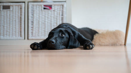 Low angle view of cute black labrador puppy lying on the floor at home with her paws next to her face.の写真素材