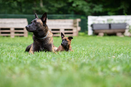 Two belgian malinois dogs, one puppy one adult, lying in a green grass together.の写真素材