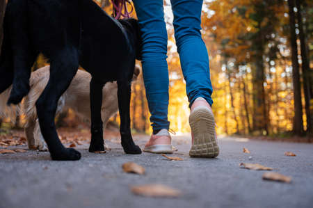 Low angle view of female snickers as she walks on a road with her two dogs through beautiful colorful autumn forest.の写真素材