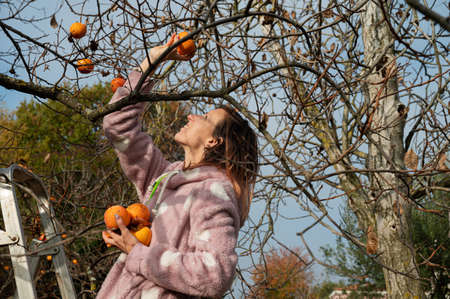 Young woman harvesting organic homegrown persimmon fruit from a tree on a sunny autumn day.の写真素材