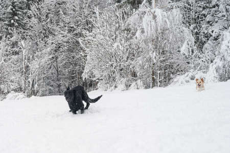 Two dogs running and chasing each other in a beautiful snowy nature.の写真素材