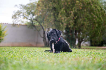Cute innocent black labrador retriever puppy lying in green grass biting a wooden stick.