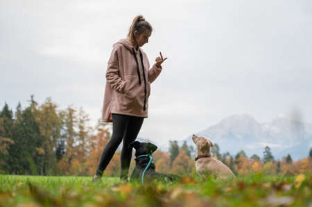 Female dog trainer giving the eye contact command to her two dogs as they train outside in green meadow.の写真素材