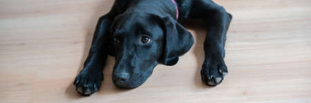Portrait of a cute black labrador puppy lying on the floor with her paws to the side of her head. Wide view image.の写真素材