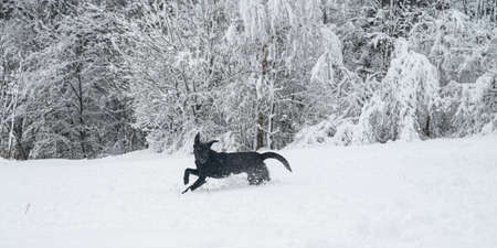 Playful black labrador retriever puppy running through the snow in beautiful white snowy winter nature.の写真素材
