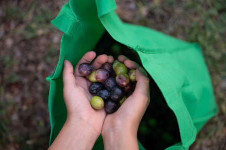 Top view of childs hands full of ripe homegrown olives in a harvest and agriculture conceptual image.の写真素材