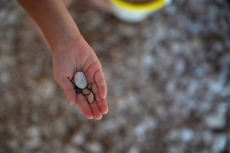 Top view of childs palm holding pebbles found on the beach.の写真素材