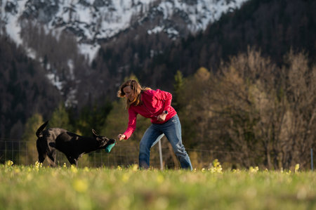 Young woman, dog trainer, playing with her labrador retriever dog as a part of dummy retrieving...