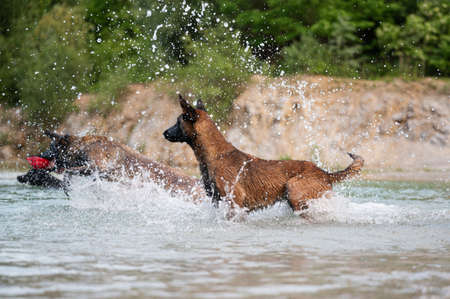 Belgian malinois dogs playing in the lake water in beautiful nature.